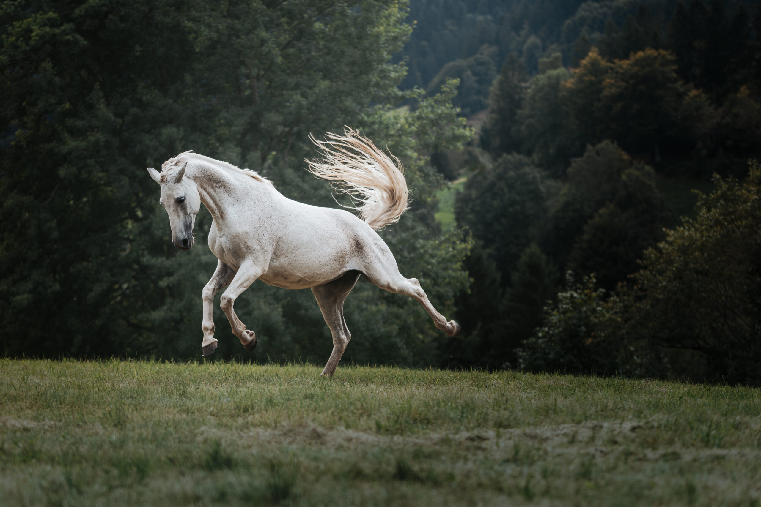 Ausschlagendes Pferd bei einem Fotoshooting mit Kameralaus im Kleinen Wiesental.