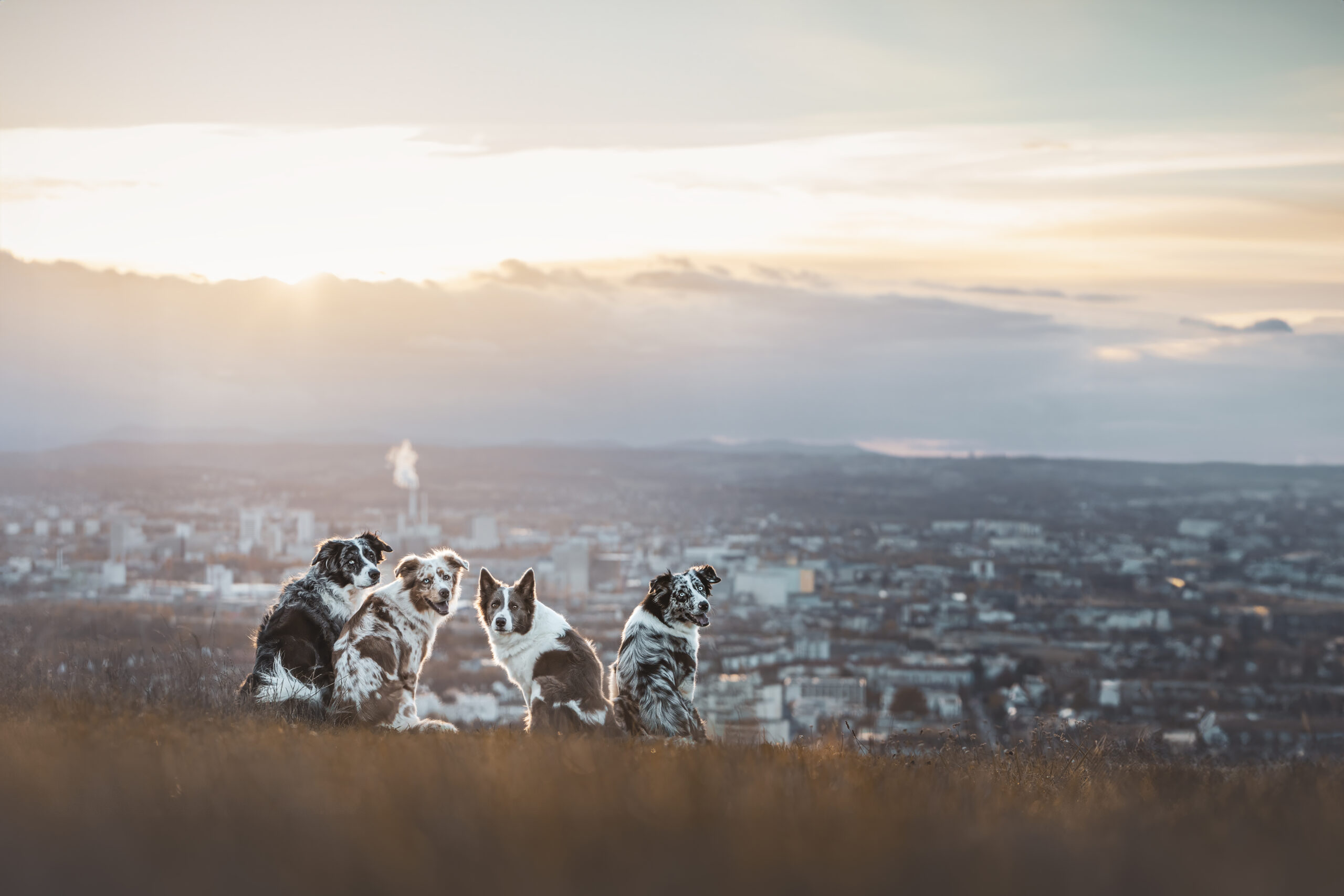 Hunderudel bei einem Fotoshooting auf dem Tüllinger Berg in Lörrach mit Kameralaus.