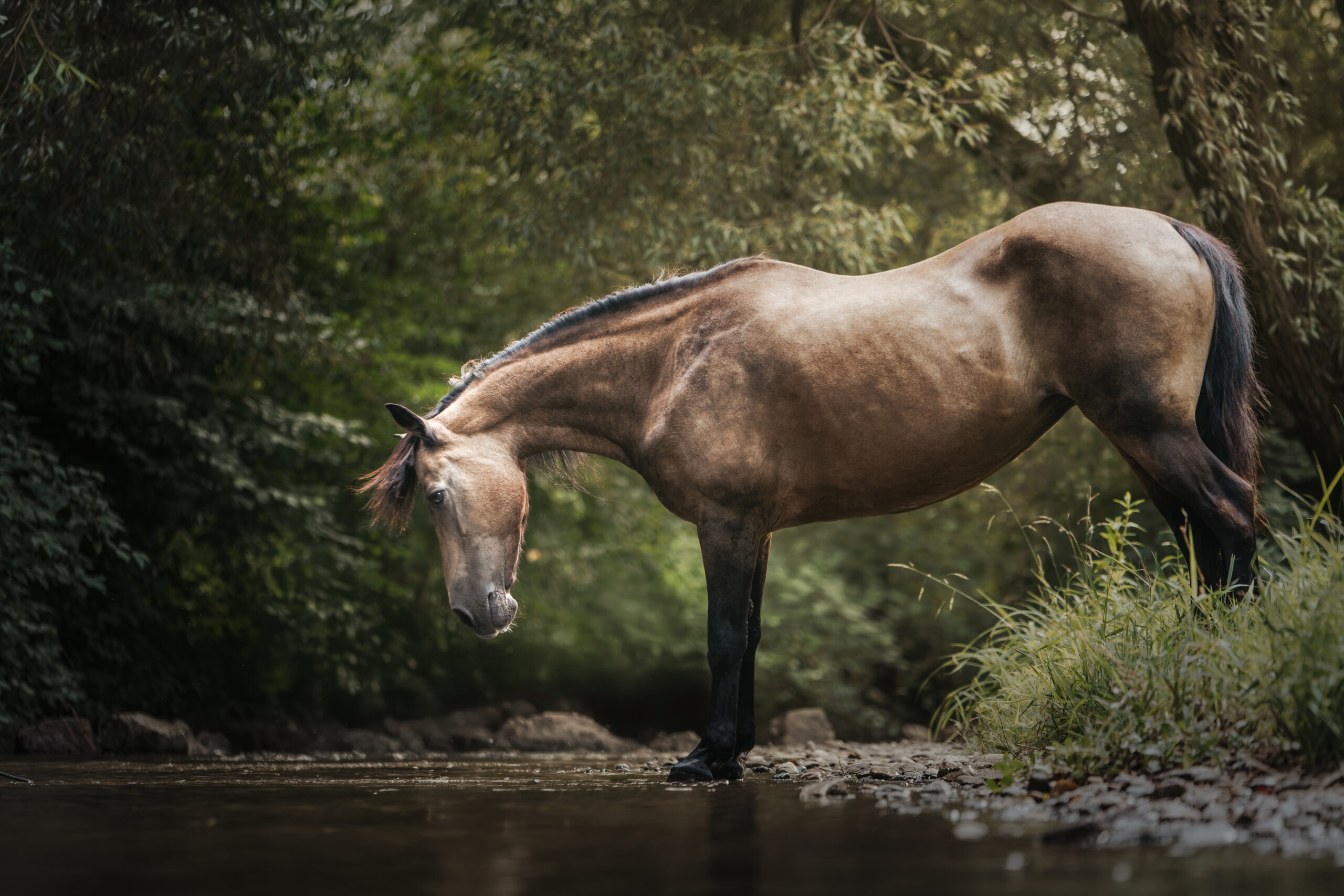 Pferd steht am Wasser an der Kander in Eimeldingen bei einem Fotoshooting mit Kameralaus.