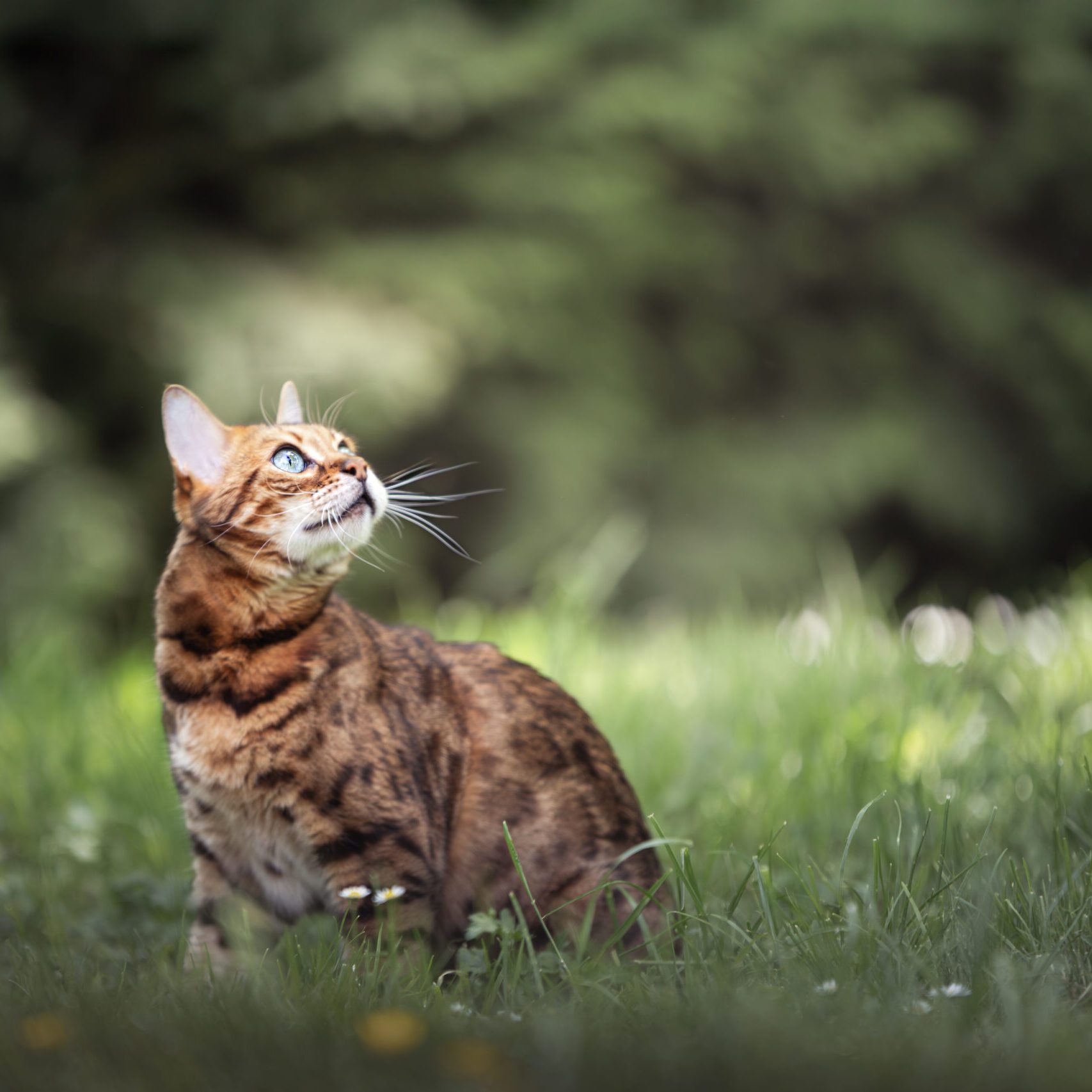 Katze in einem Garten beim Fotoshooting mit Kameralaus in Lörrach.