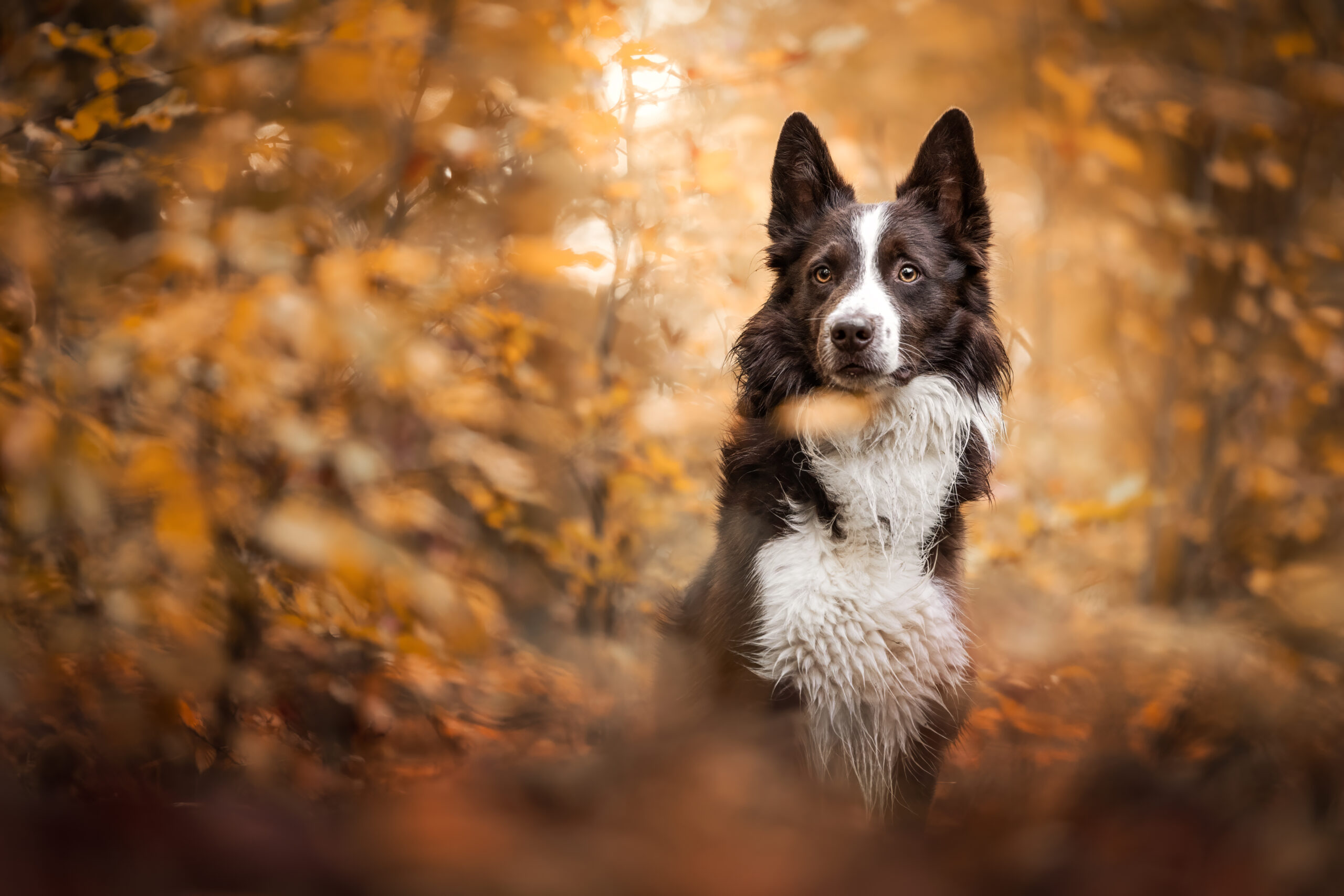 Im Brombacher Wald in Lörrach versteckt sich dieser Border Collie in einem Fotoshooting im schönen, herbstlichen Blattwerk vor Kameralaus.